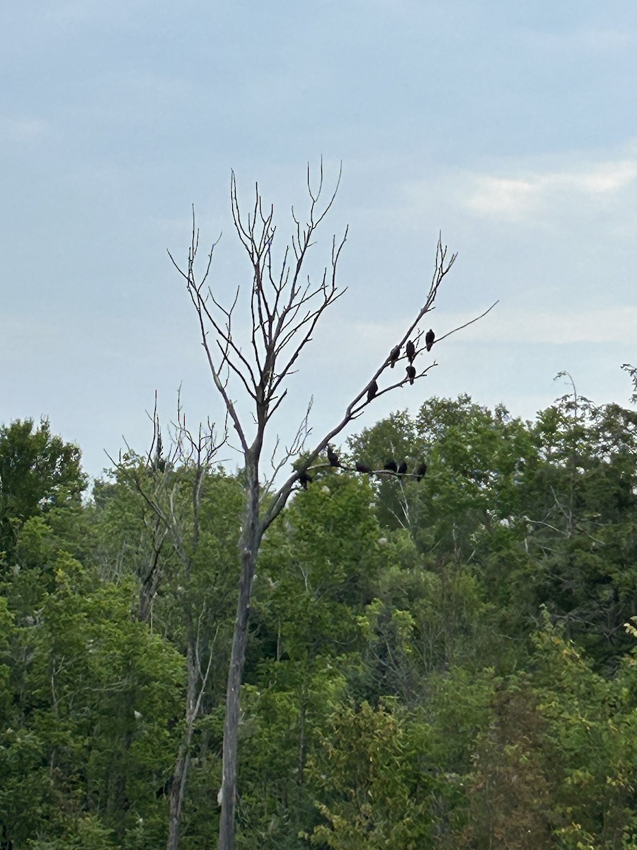 Turkey Vulture - ML640484714