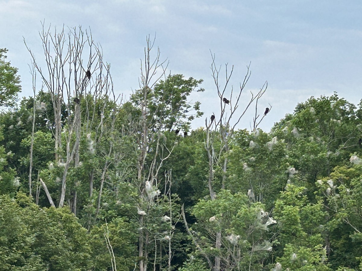 Turkey Vulture - ML640484715