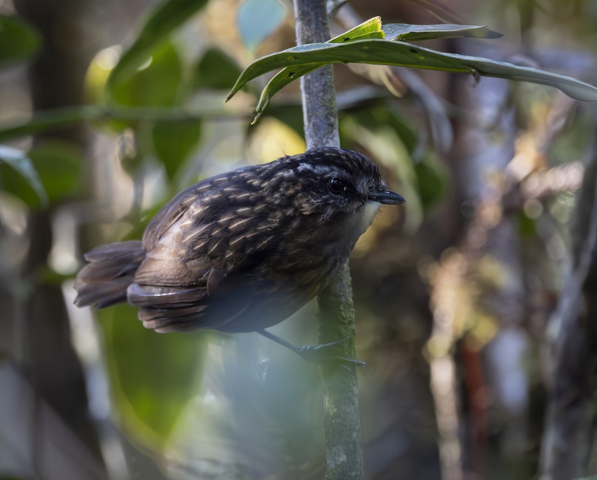 Mountain Wren-Babbler - ML640484729