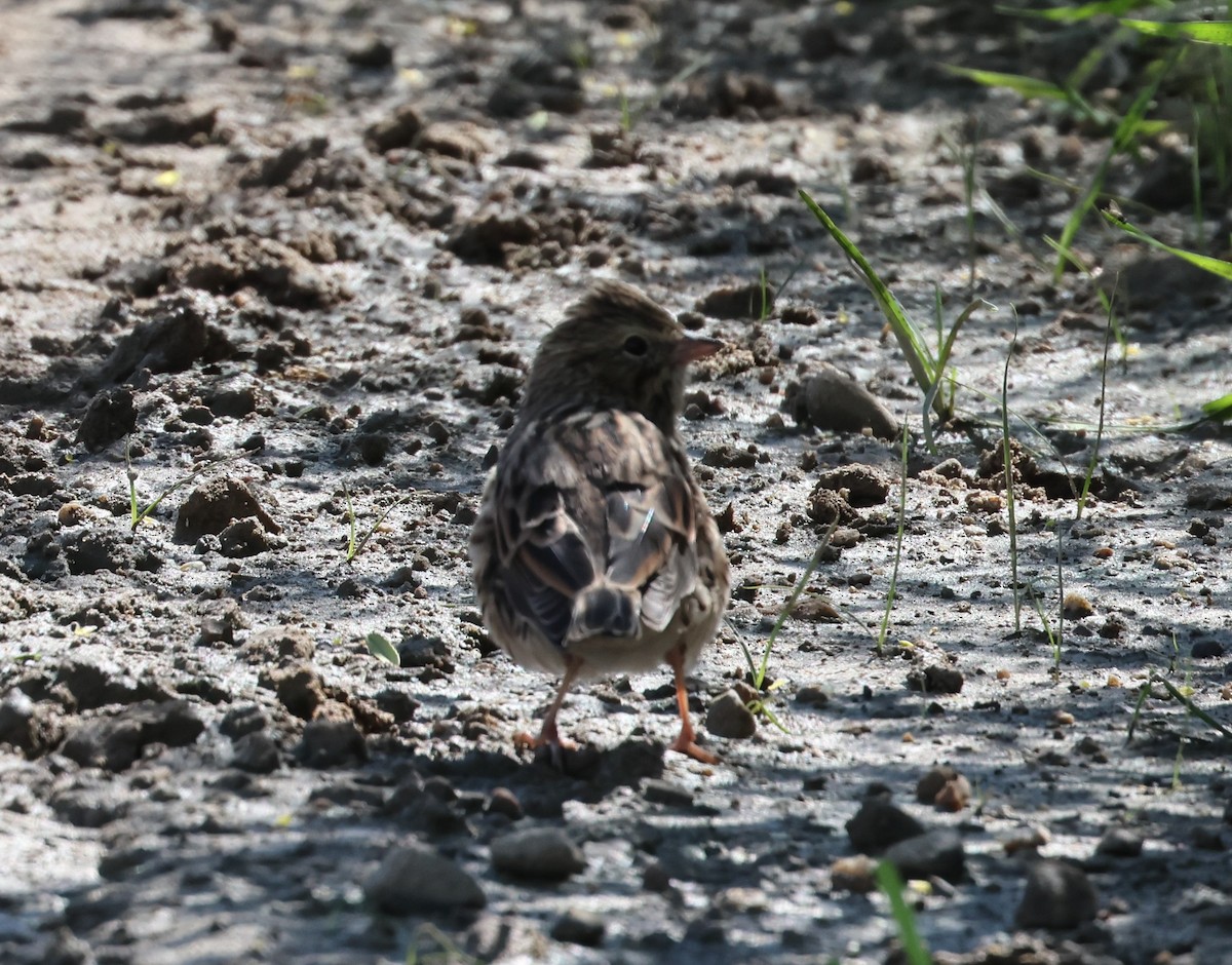 Savannah Sparrow - ML640484733