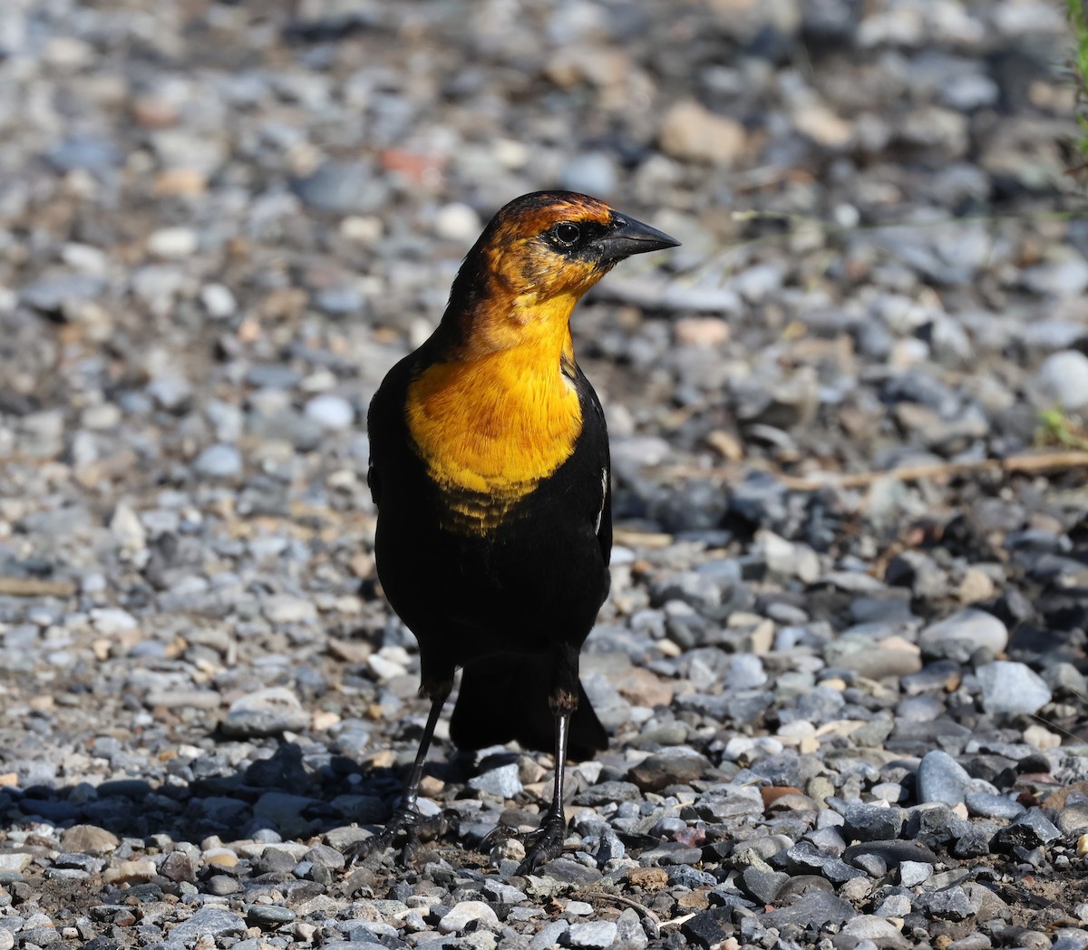 Yellow-headed Blackbird - ML640484755