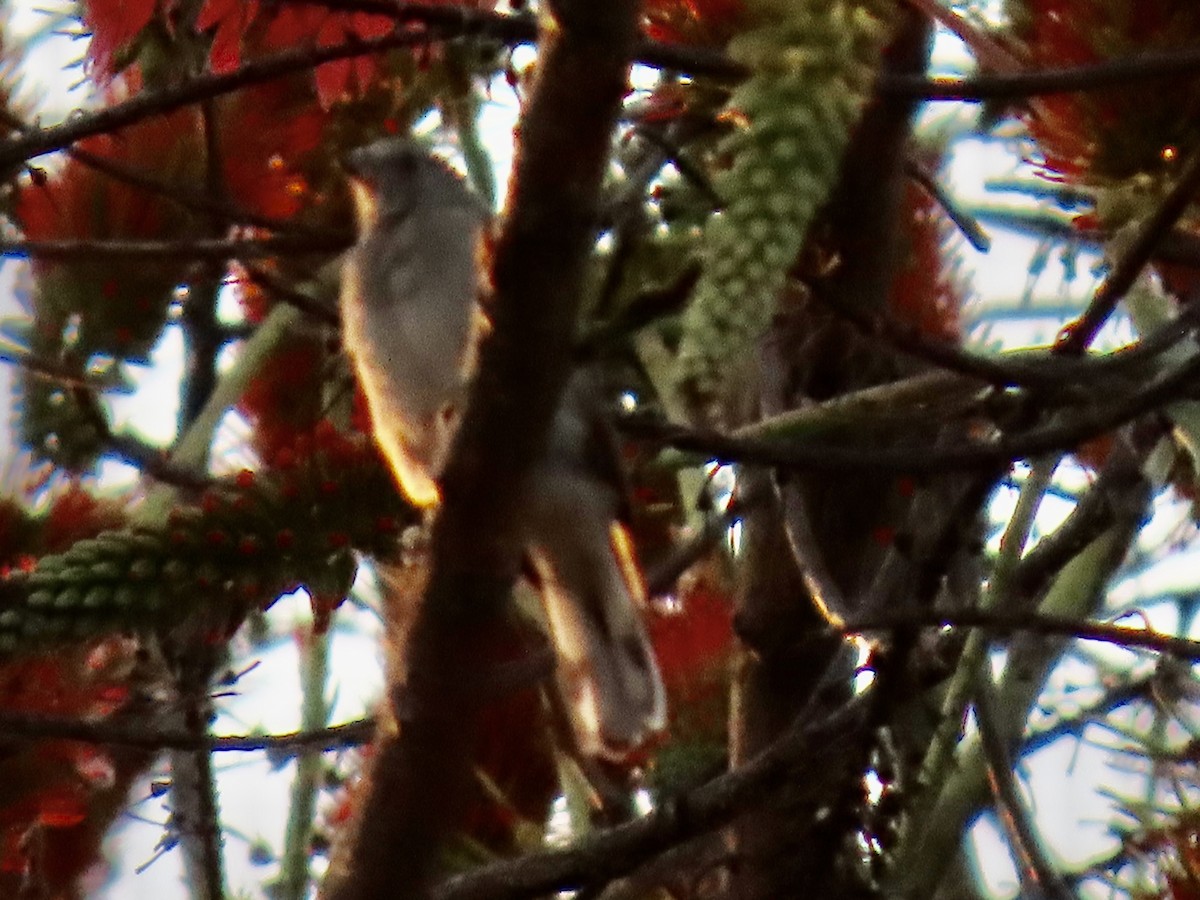 Lesser Honeyguide - ML640484757