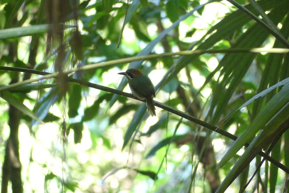 Tody Motmot - ML640484849