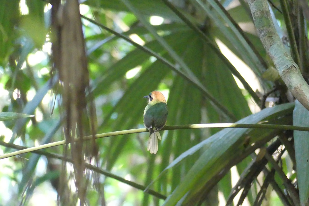 Tody Motmot - ML640484851