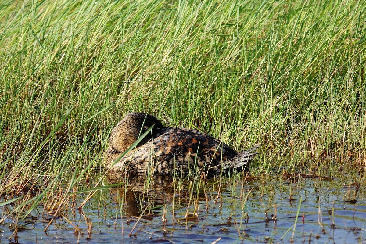 White-backed Duck - ML640484870