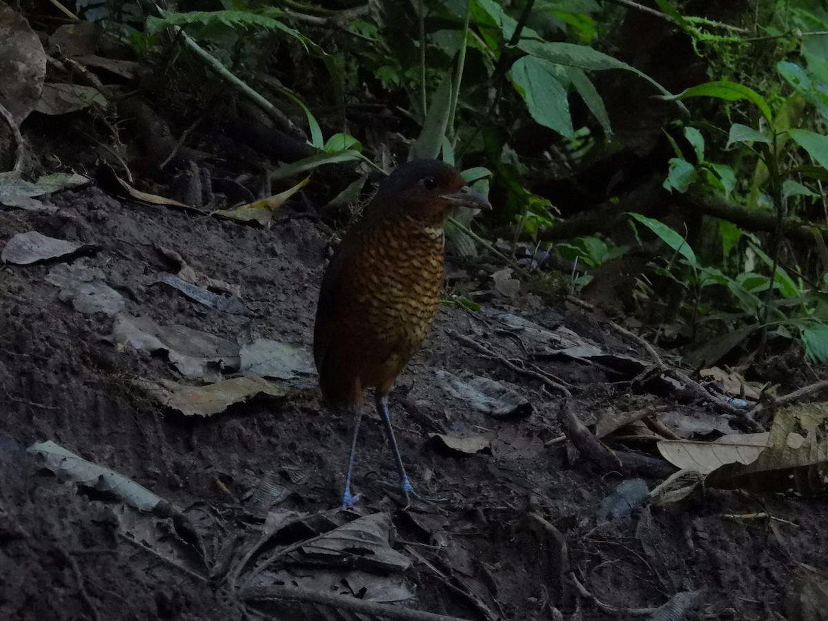 Giant Antpitta - ML640484919
