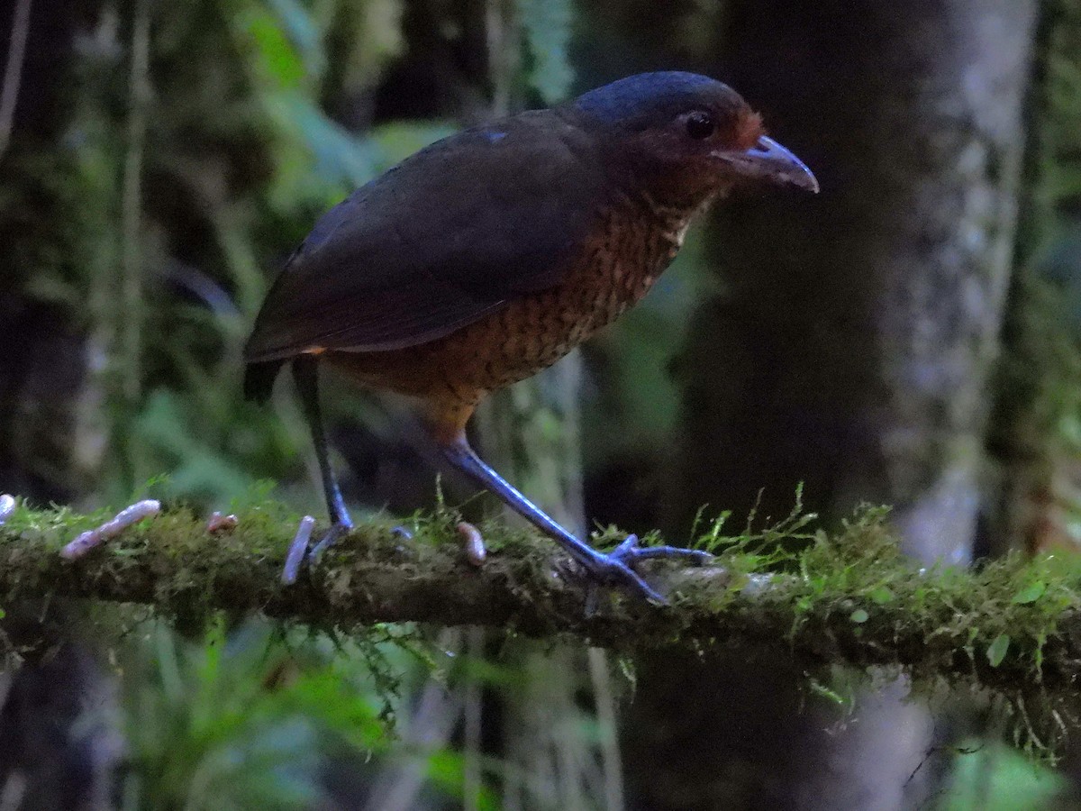 Giant Antpitta - ML640484924