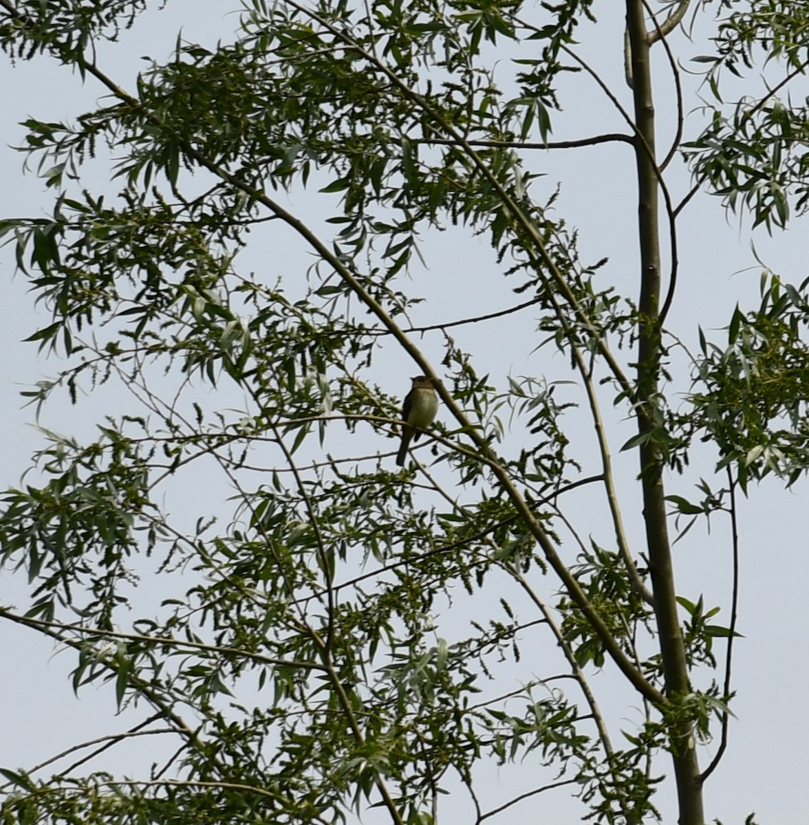 Alder Flycatcher - ML640485027
