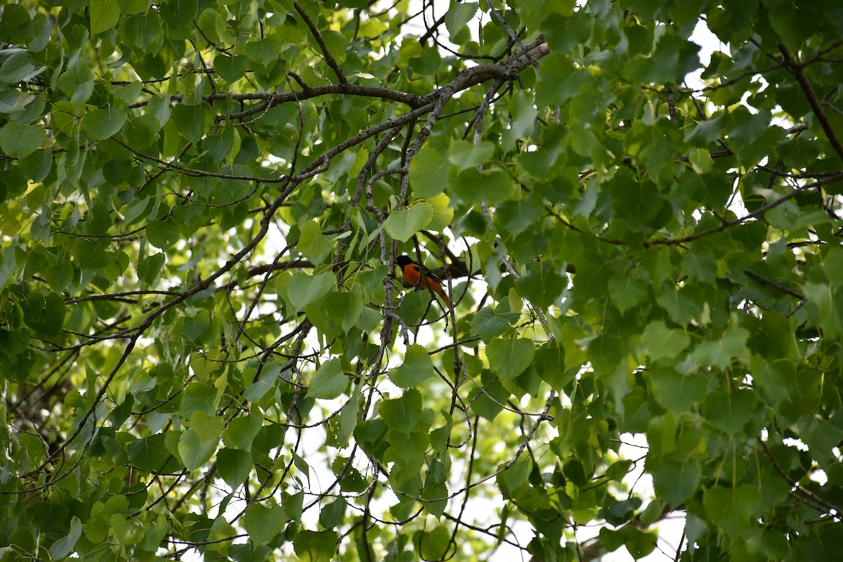 Baltimore Oriole - ML640485058