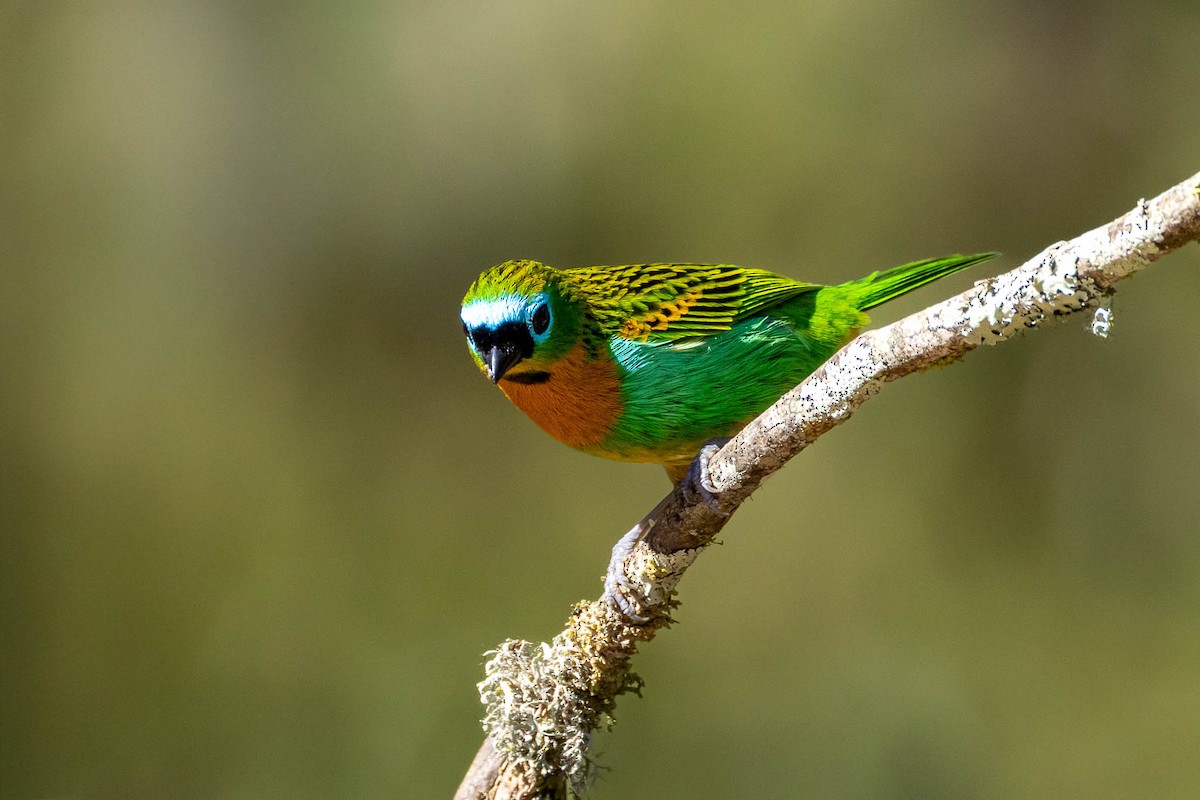 Brassy-breasted Tanager - ML640485249