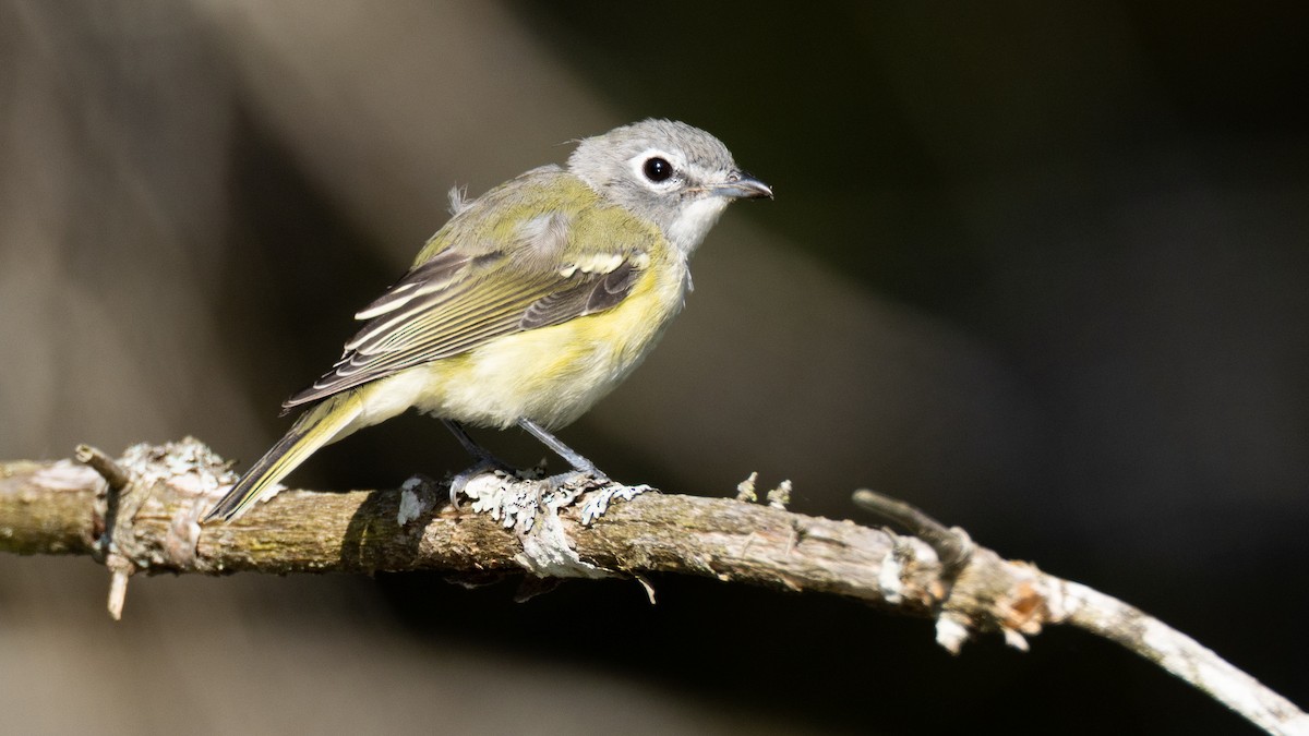 Blue-headed Vireo - ML640485375