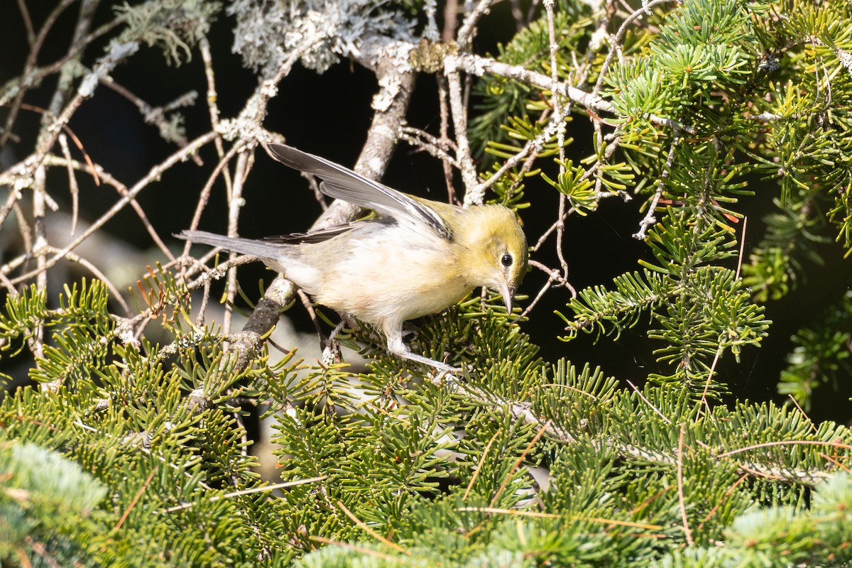 Bay-breasted Warbler - ML640485383