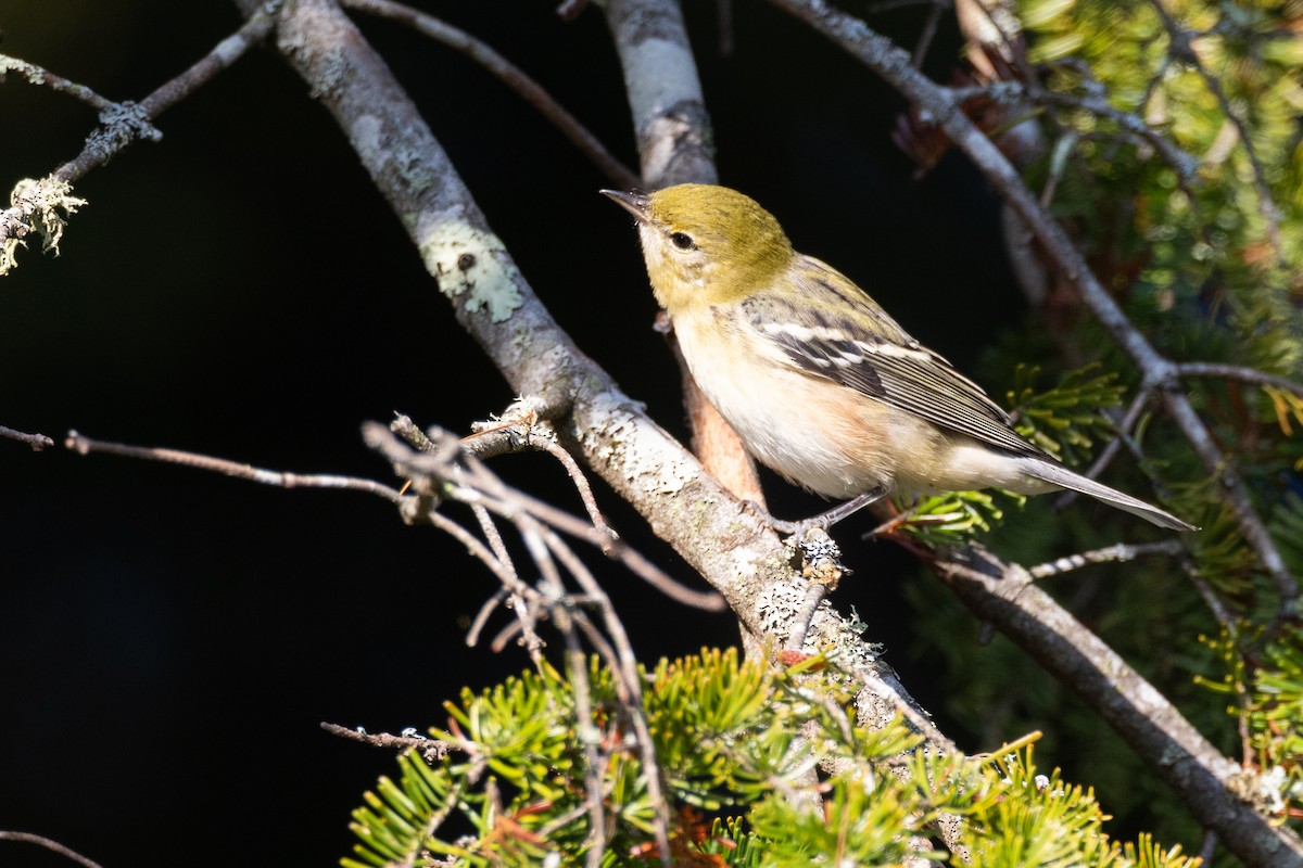 Bay-breasted Warbler - ML640485385