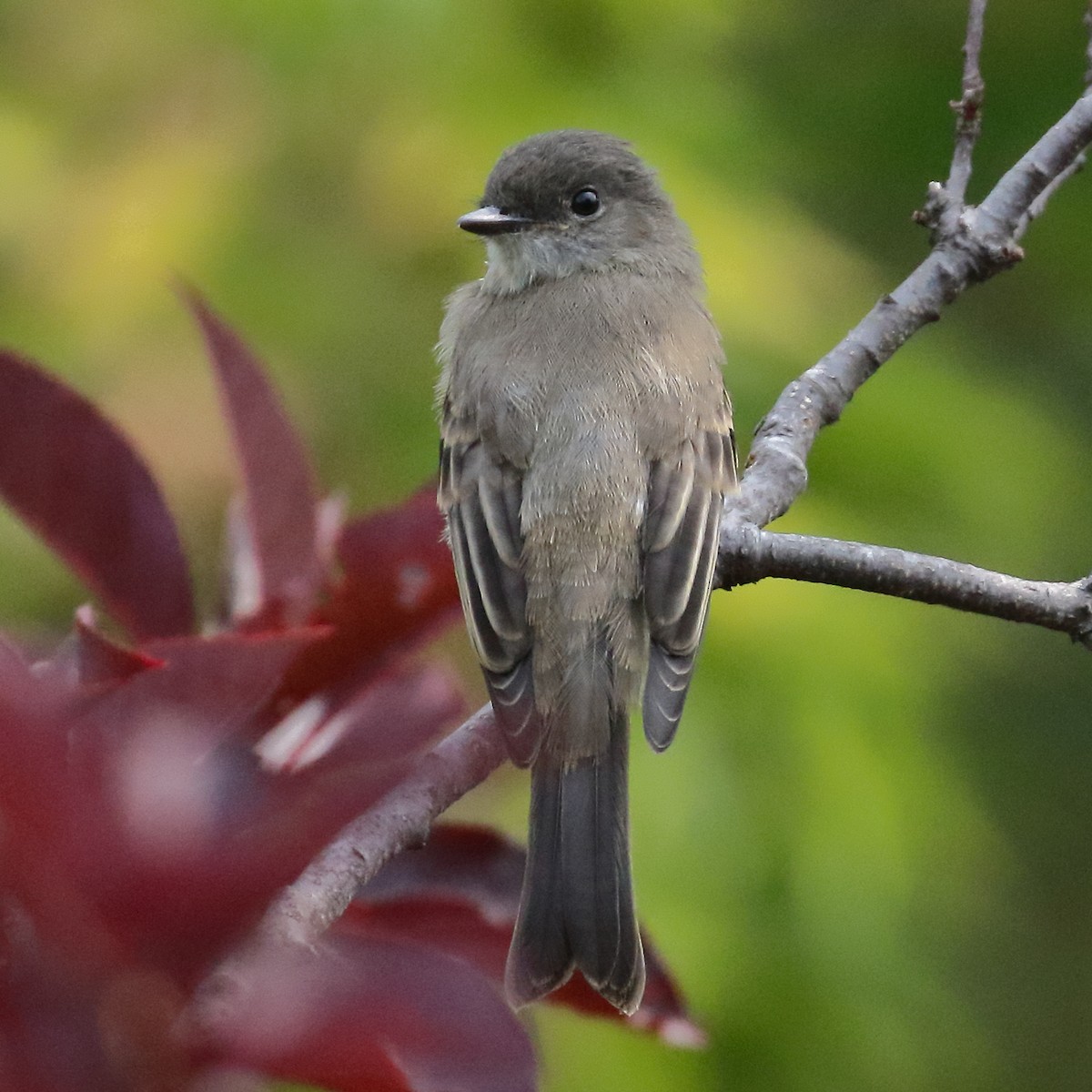 Eastern Phoebe - ML640485406
