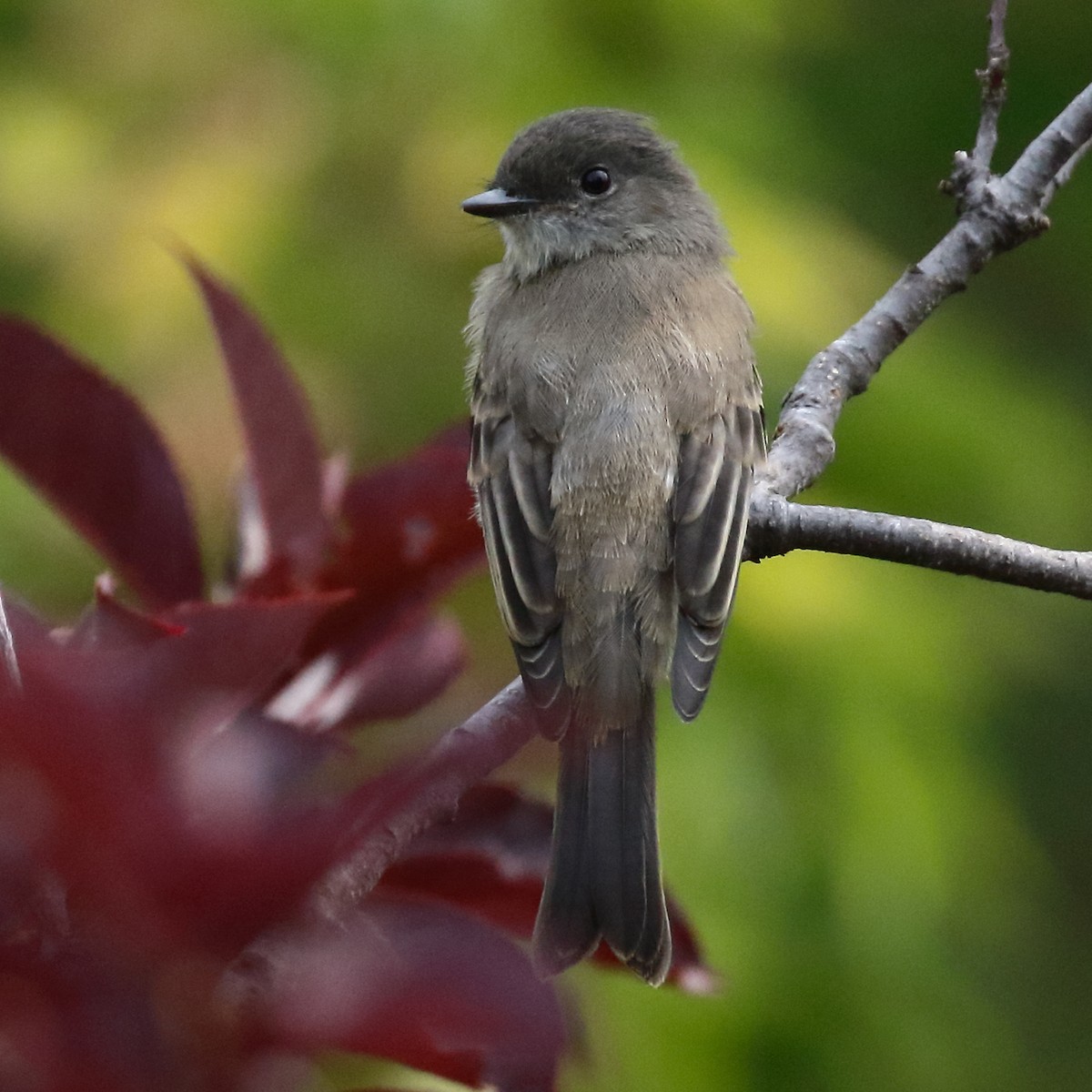 Eastern Phoebe - ML640485409
