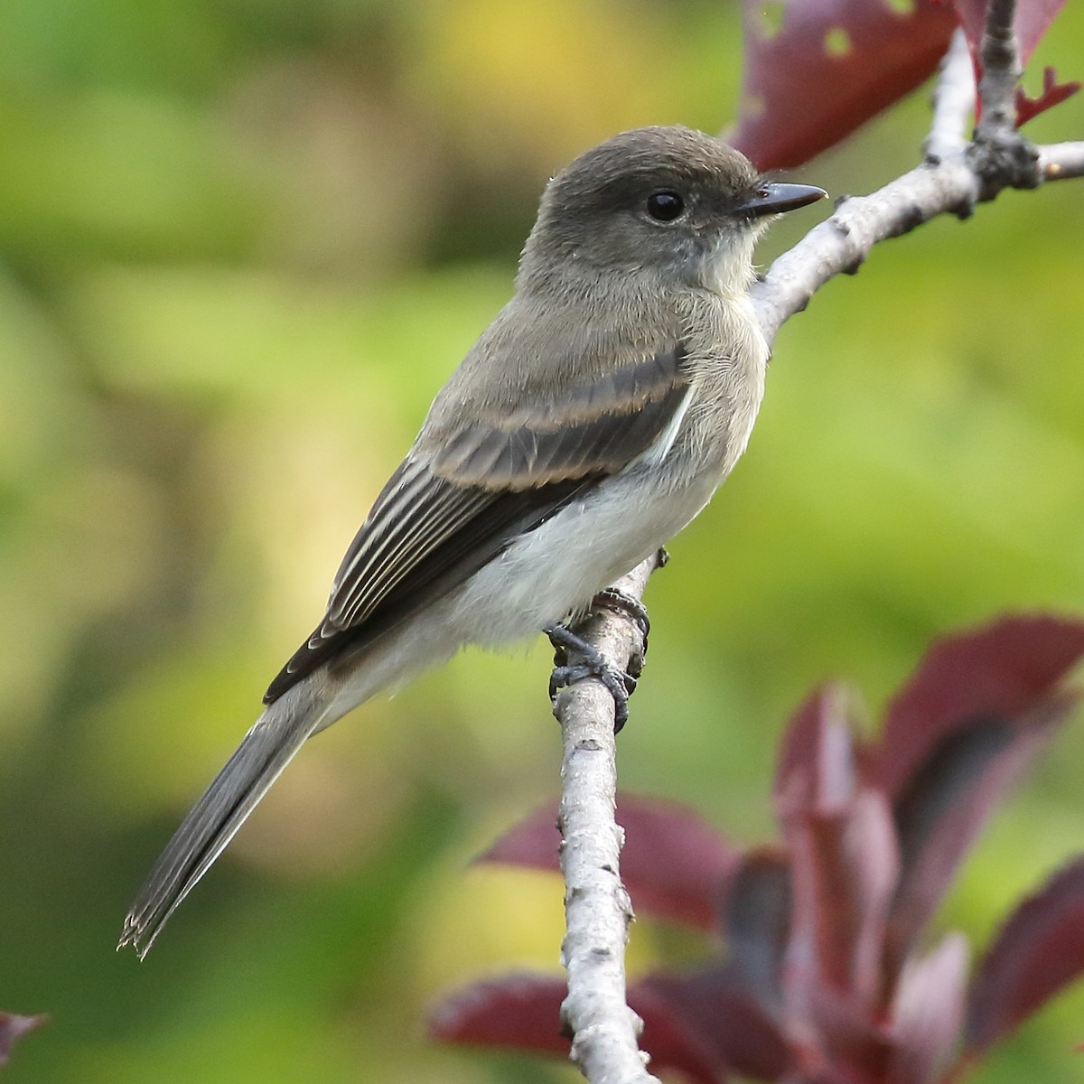 Eastern Phoebe - ML640485410