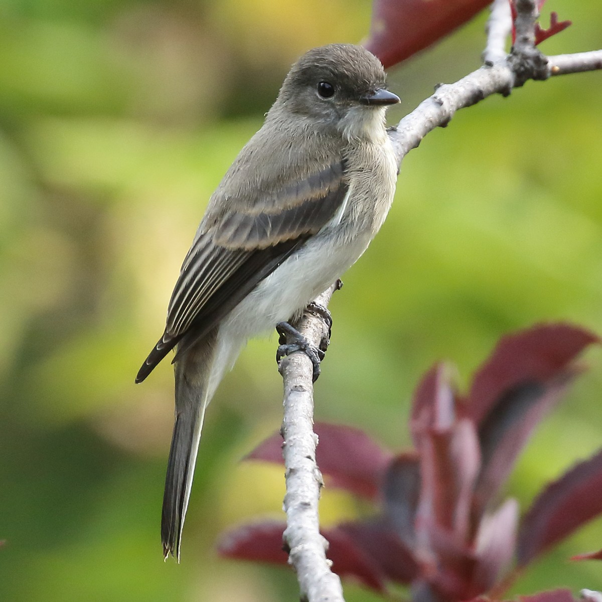 Eastern Phoebe - ML640485411