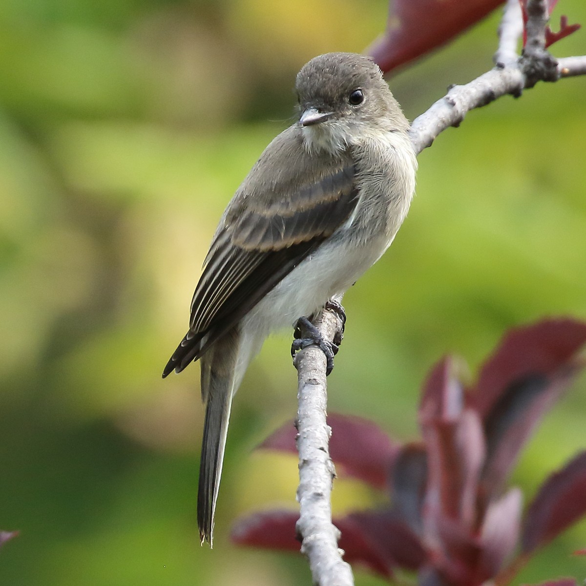 Eastern Phoebe - ML640485412