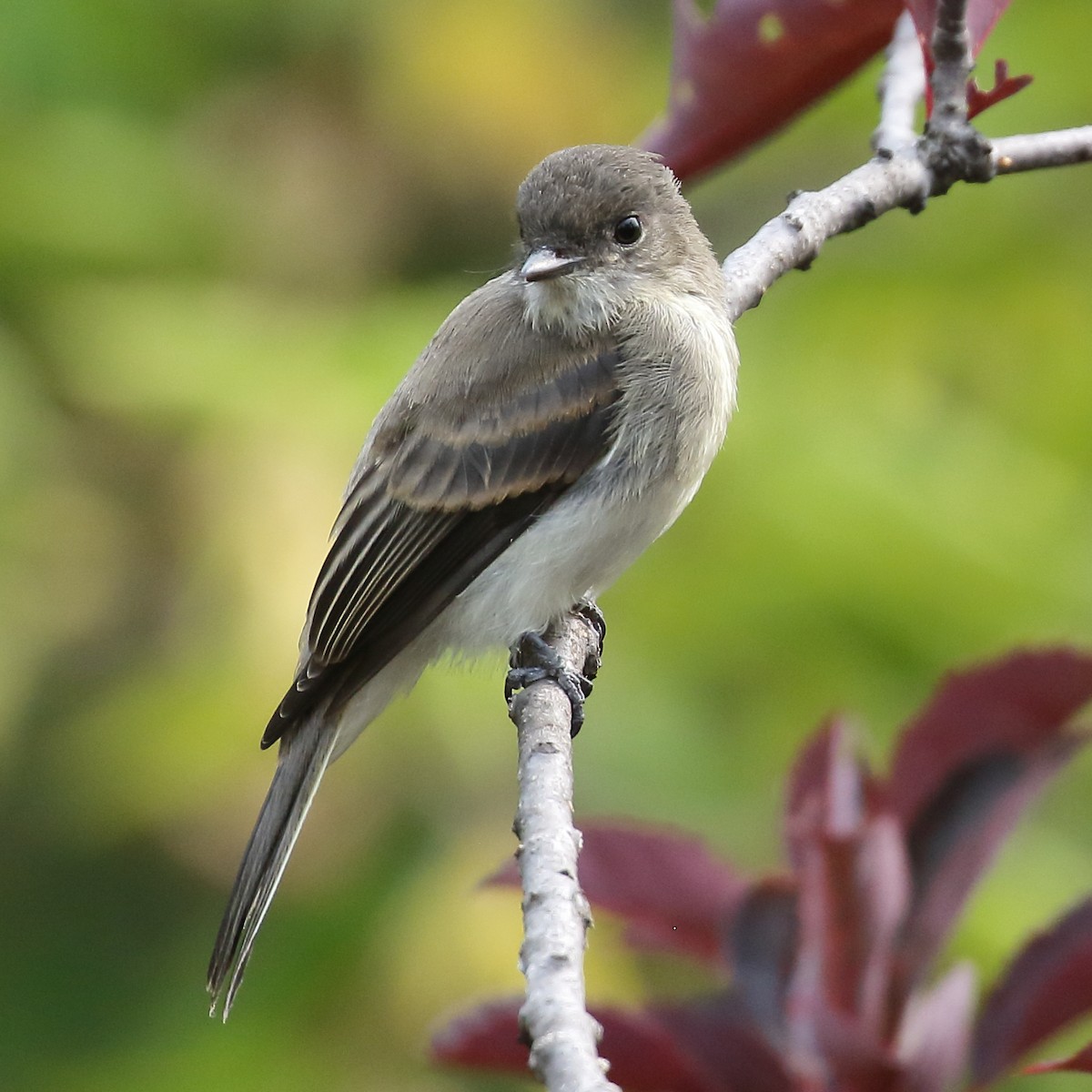 Eastern Phoebe - ML640485413
