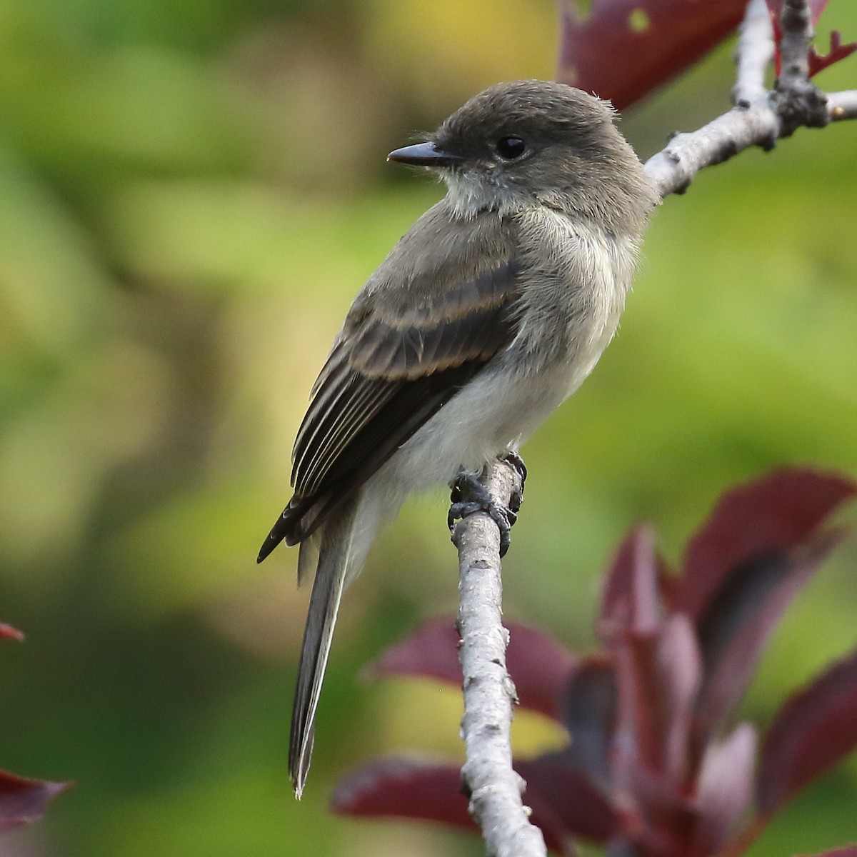 Eastern Phoebe - ML640485414