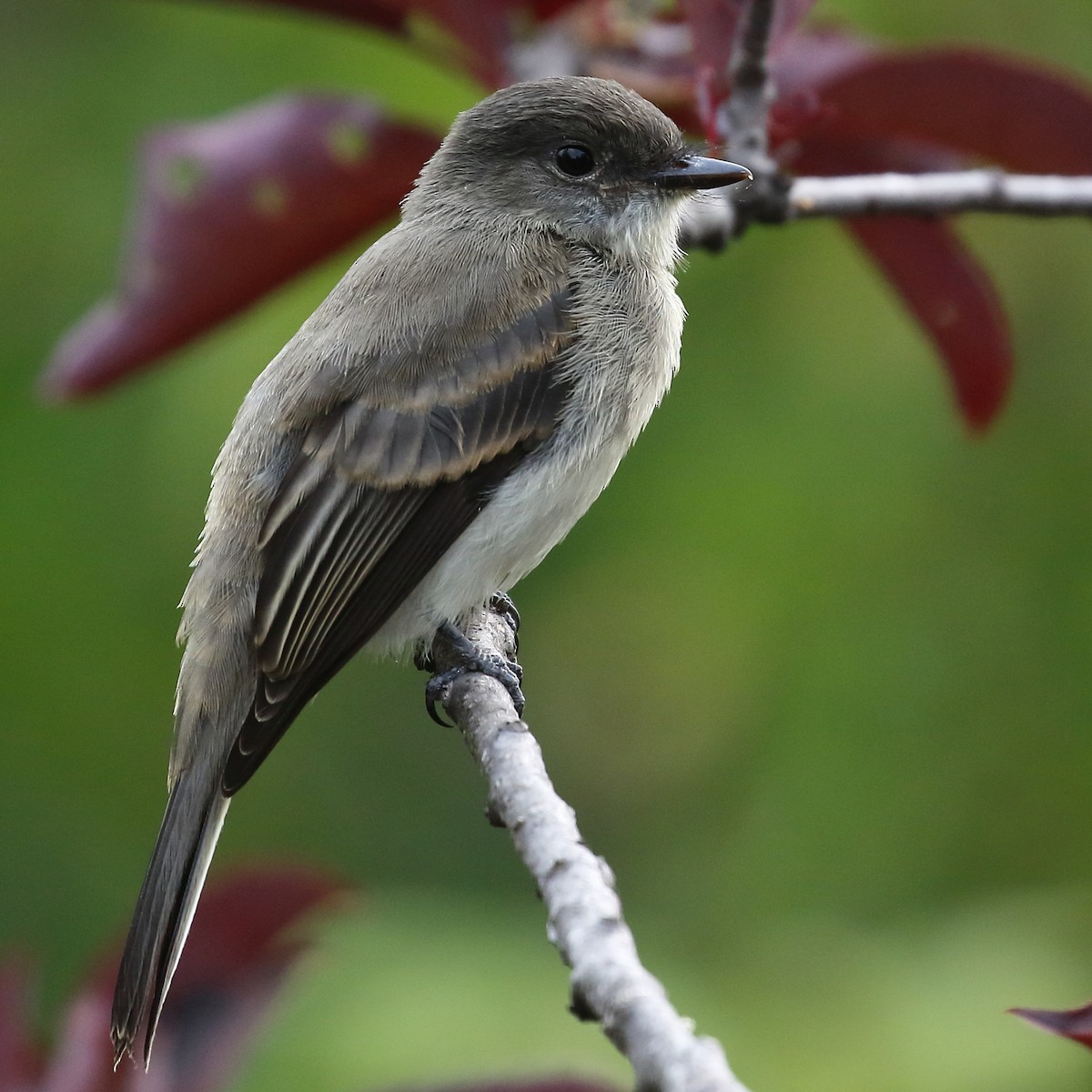 Eastern Phoebe - ML640485416
