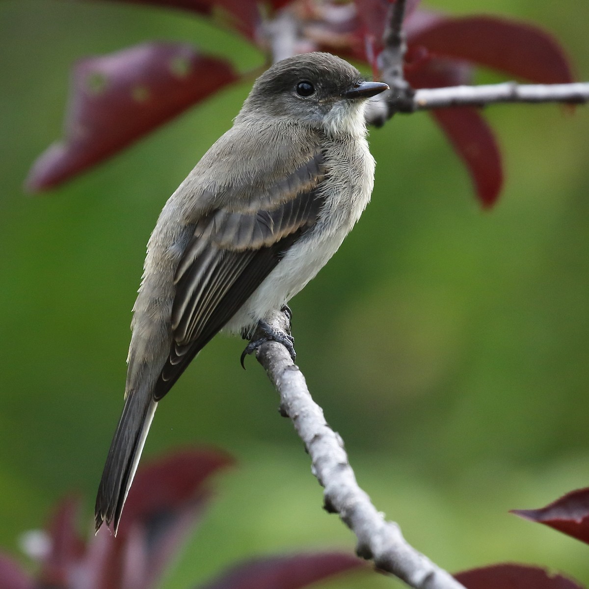 Eastern Phoebe - ML640485417