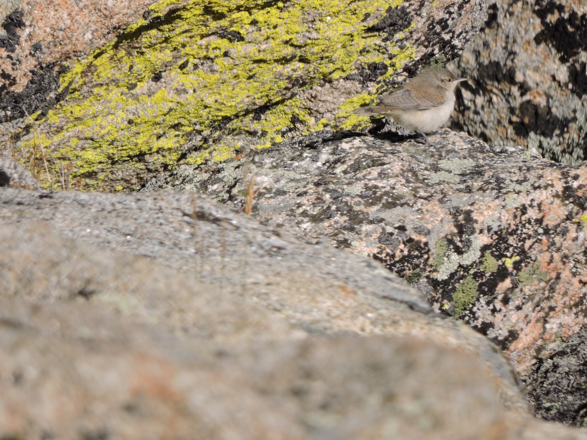 Rock Wren - ML640485515
