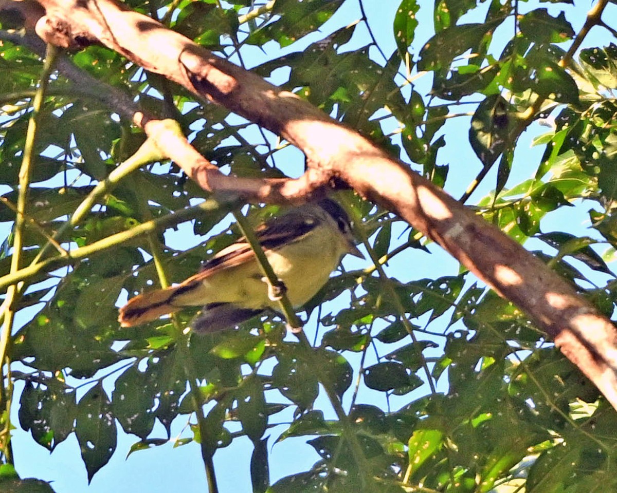 Black-capped Becard - ML640485629