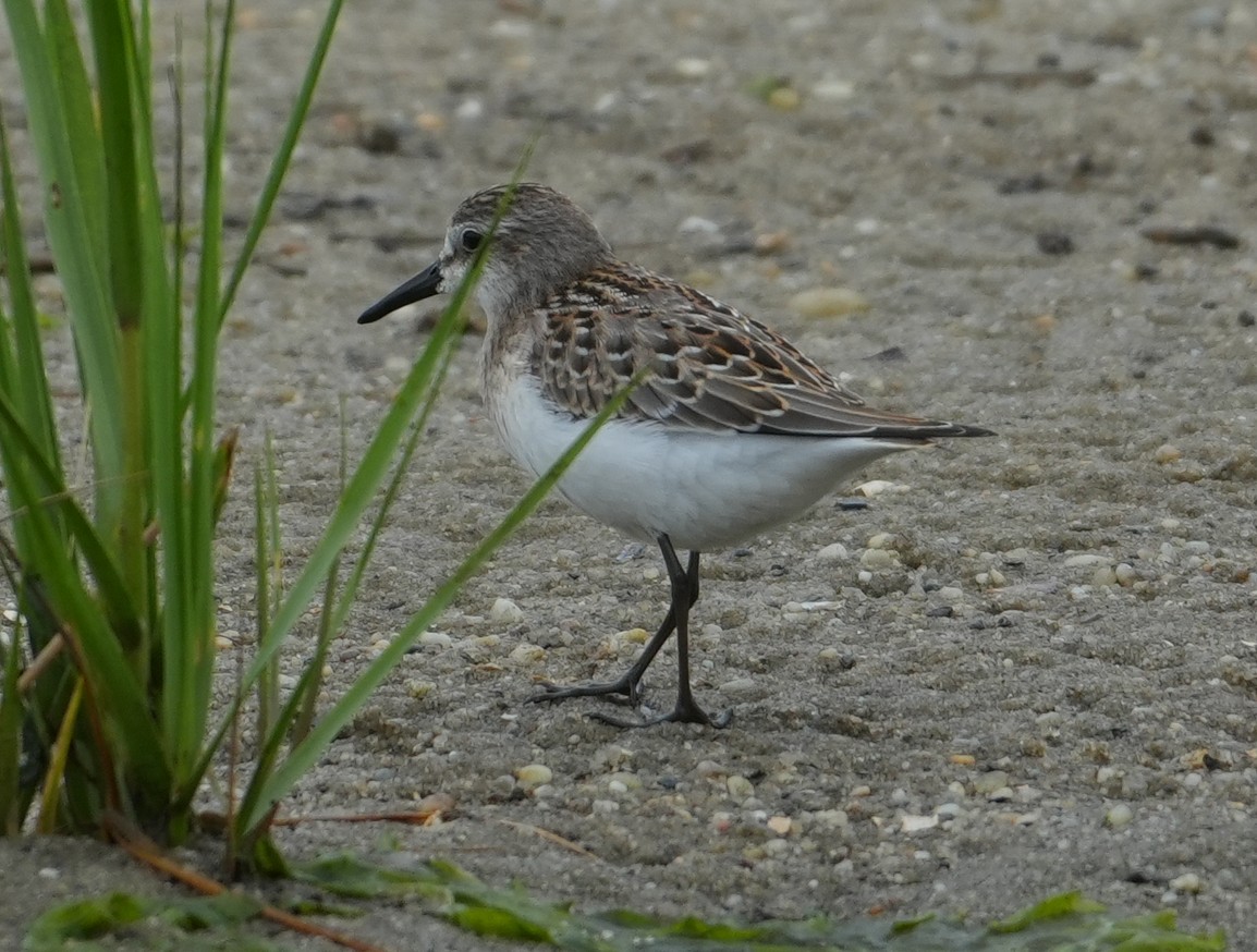 Semipalmated Sandpiper - ML640485655