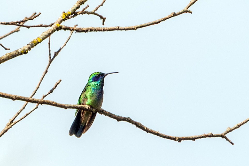 Colibri thalassin - ML640485667