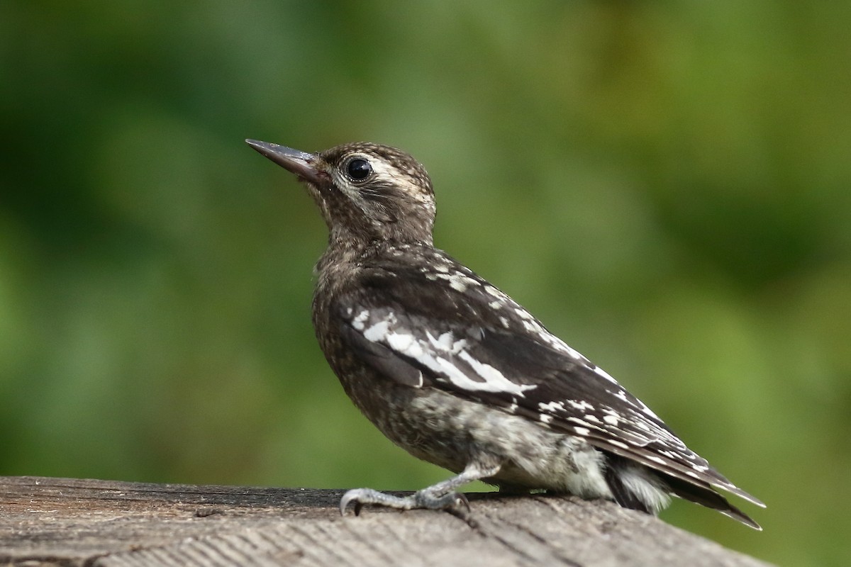 Yellow-bellied Sapsucker - ML640485680
