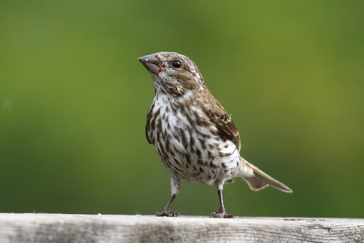 Purple Finch - ML640485687
