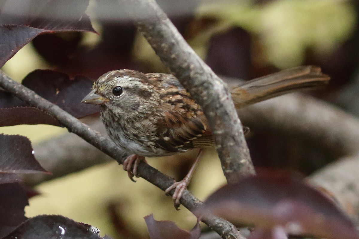 White-throated Sparrow - ML640485706
