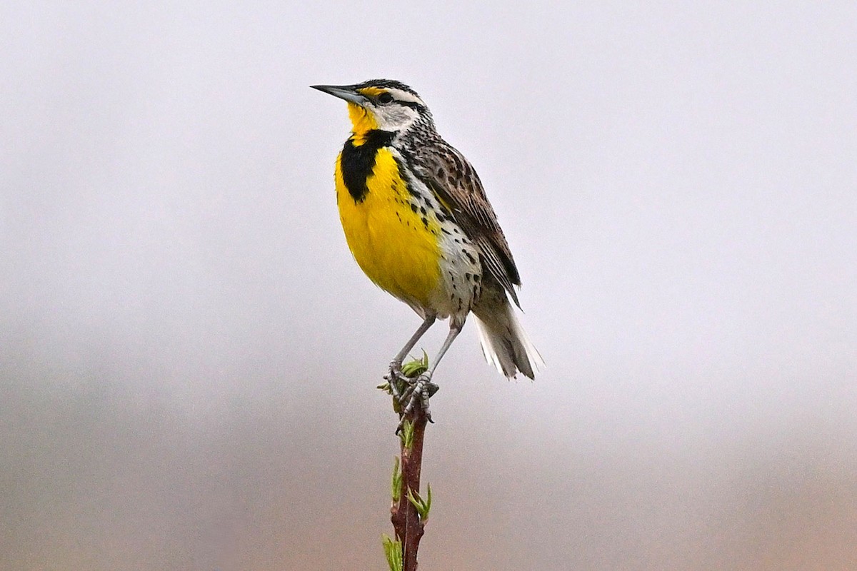 Eastern Meadowlark - ML640485766