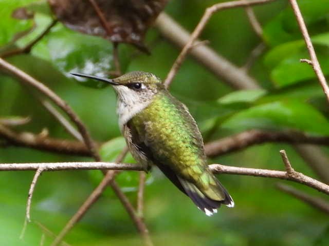 Ruby-throated Hummingbird - Prachee J