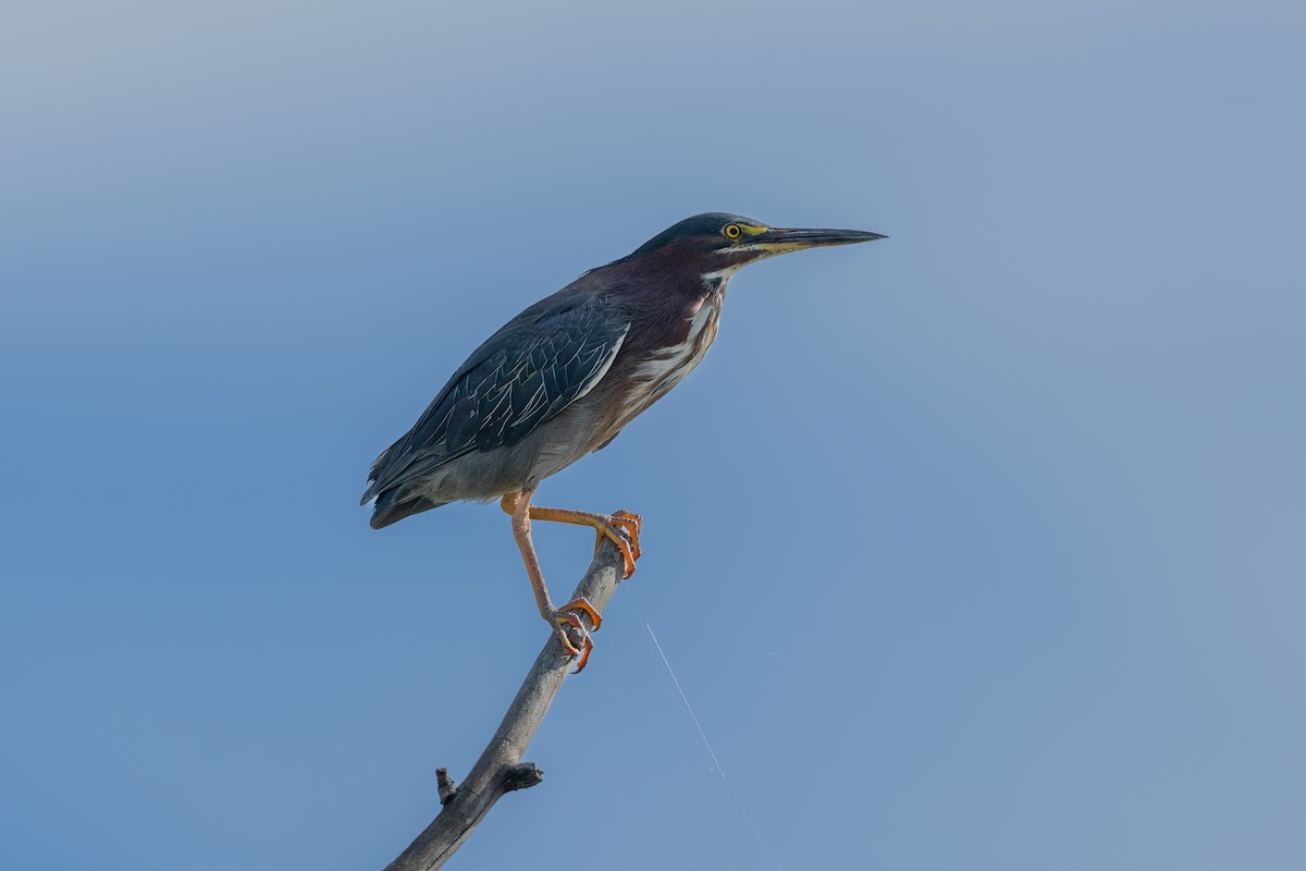Koartzatxo berdea - ML640485834