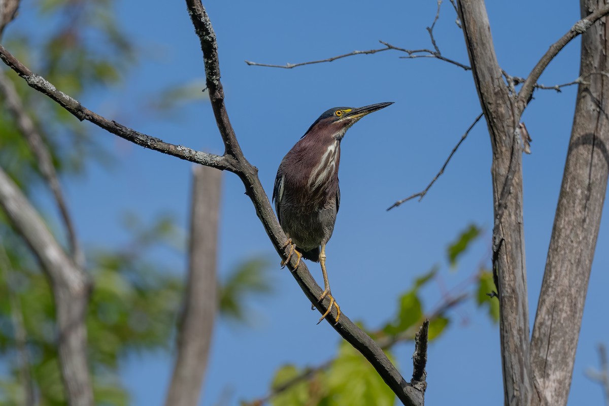 Koartzatxo berdea - ML640485836