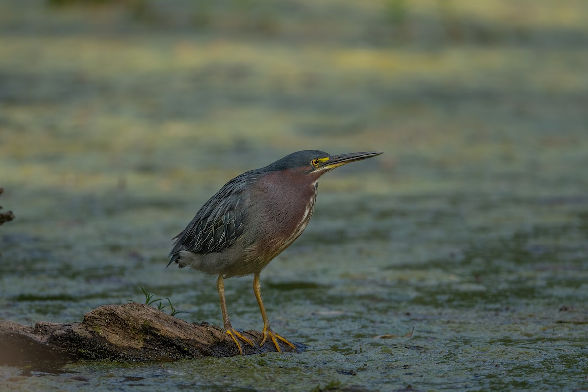 Koartzatxo berdea - ML640485838