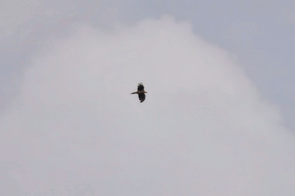 Bearded Vulture - ML640485883
