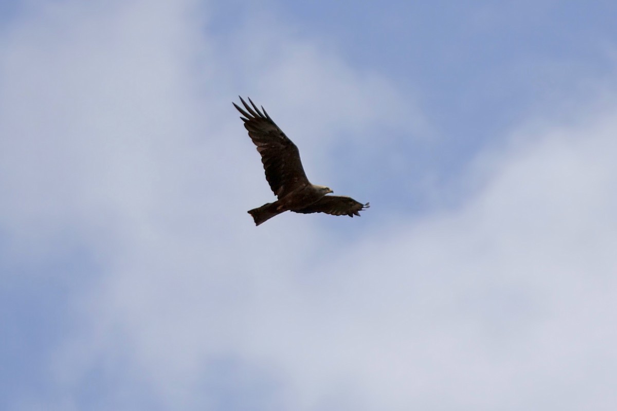 Black Kite - ML640485893