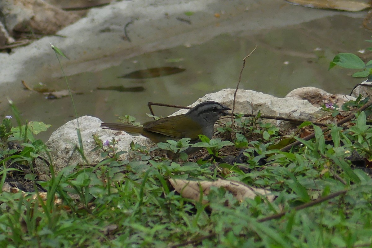 Green-backed Sparrow - ML640485914