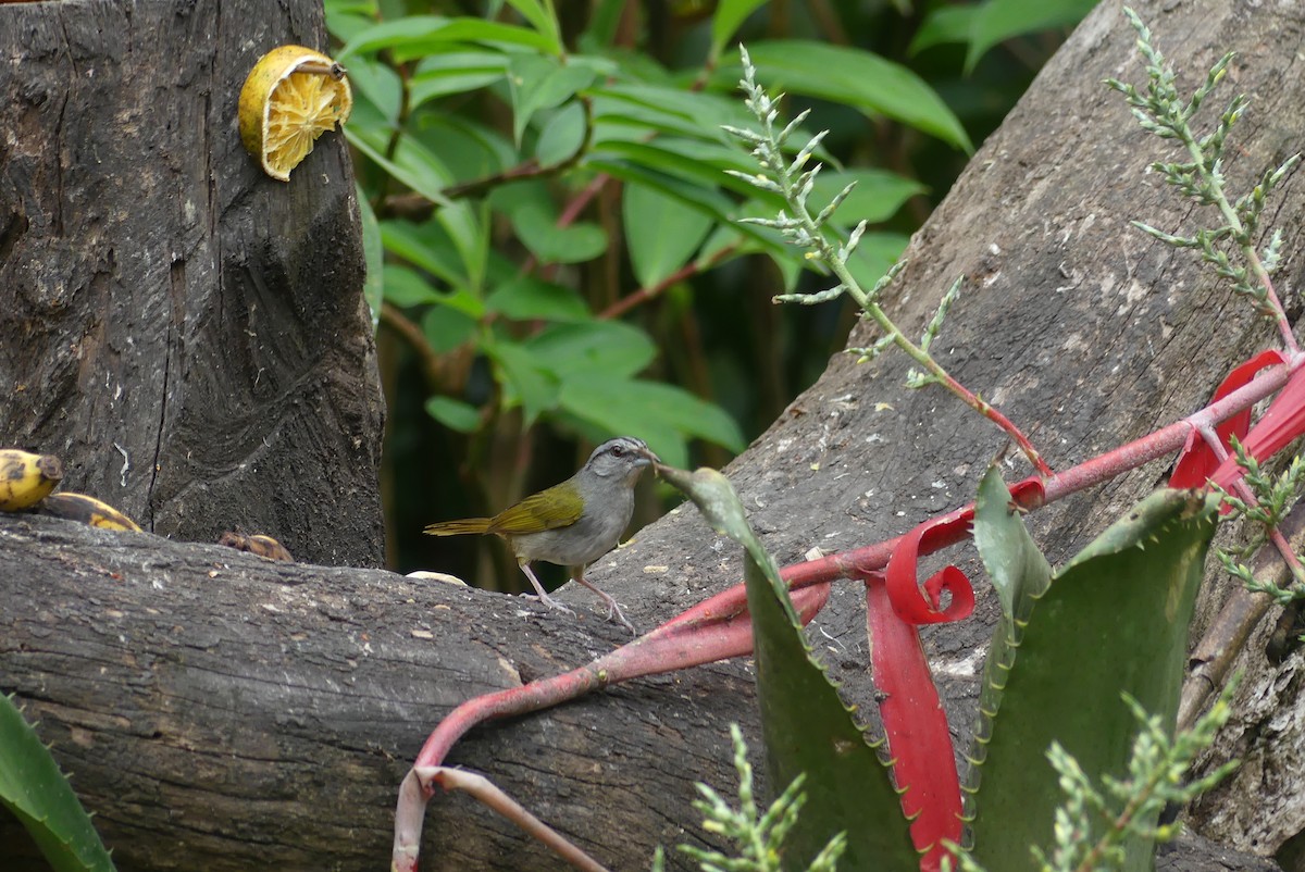 Green-backed Sparrow - ML640485917