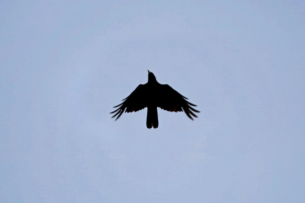 Yellow-billed Chough - ML640485920