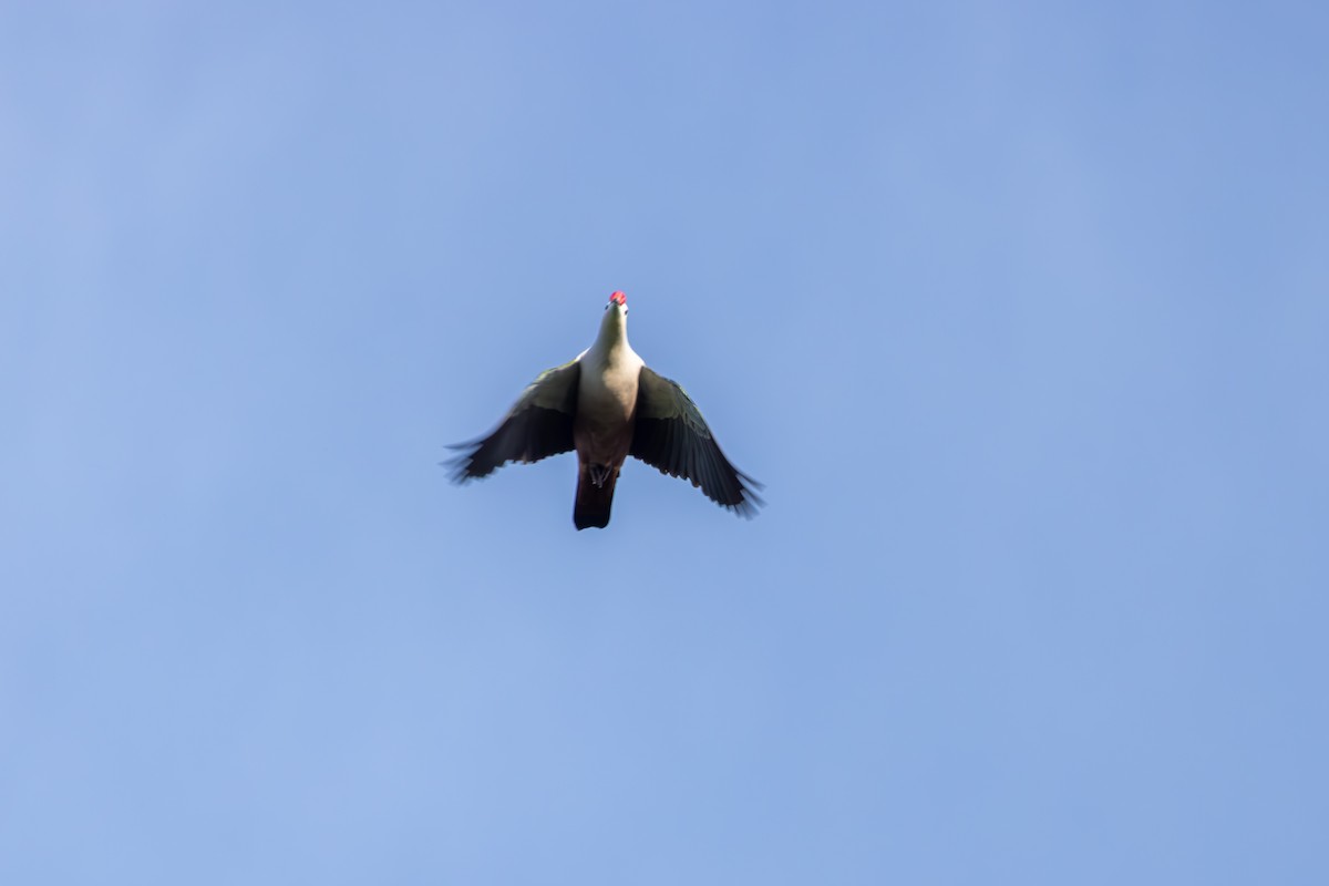 Red-knobbed Imperial-Pigeon - ML640485928