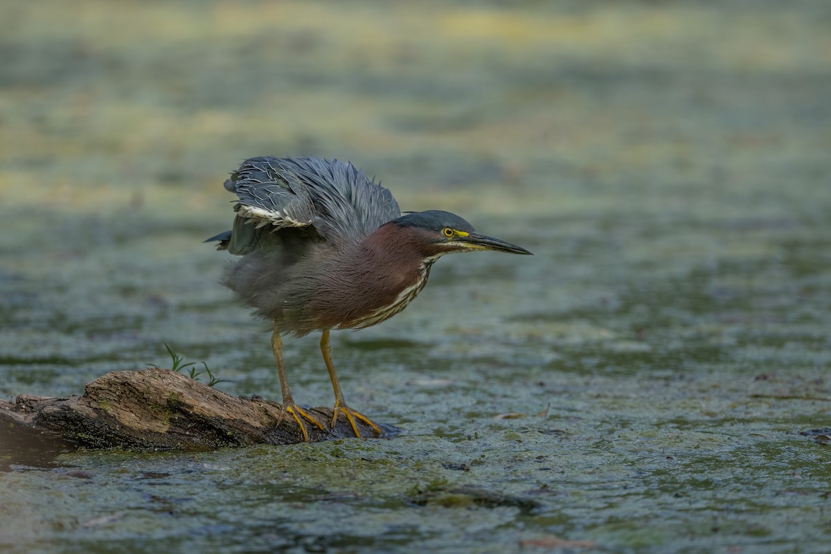 Koartzatxo berdea - ML640485930