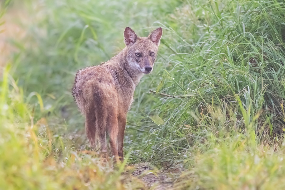 Golden Jackal - ML640486012