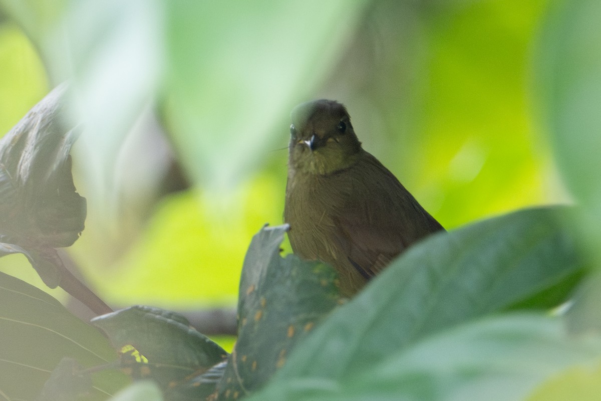 Plain Greenbul - ML640486014