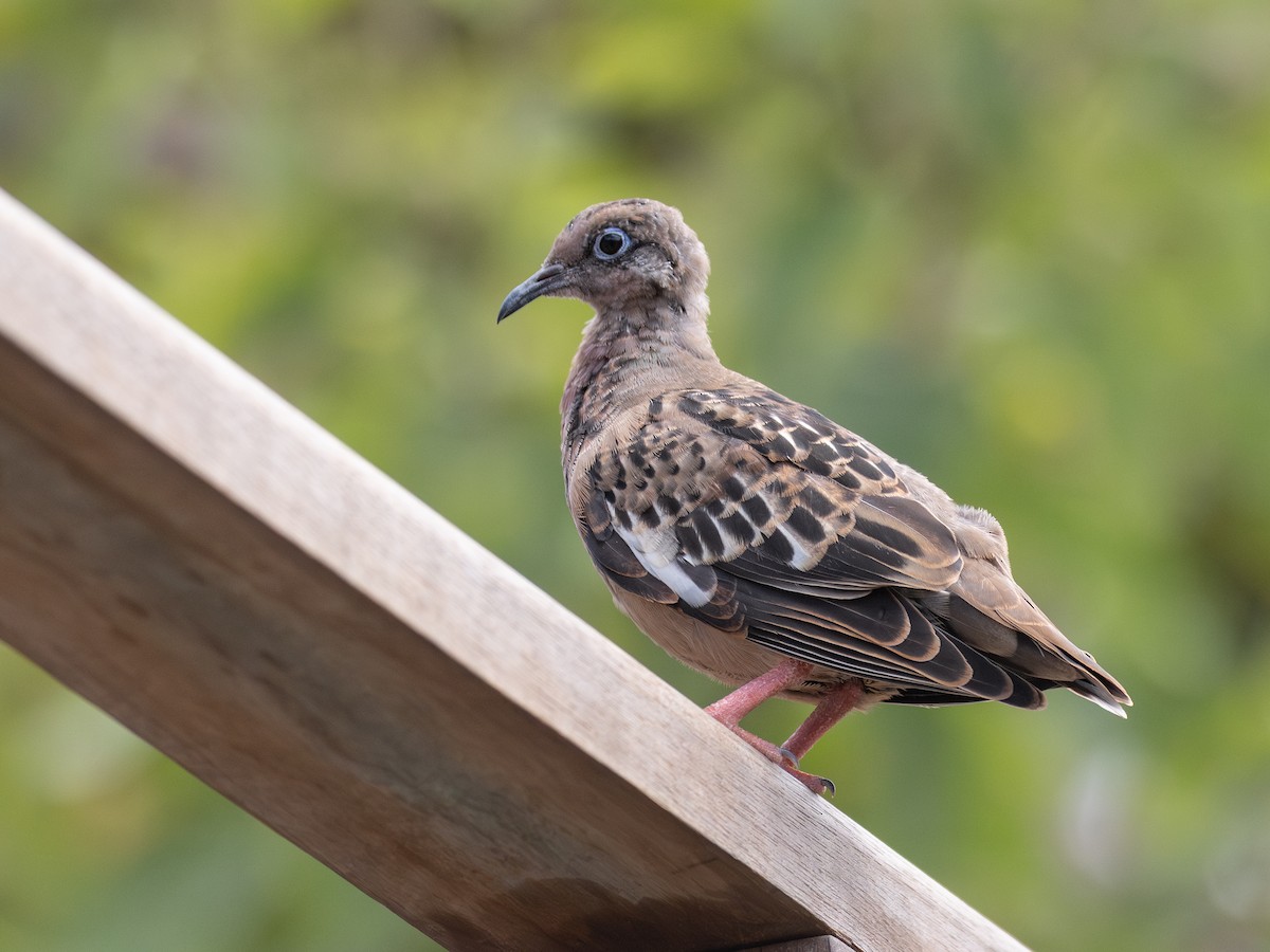 Galapagos Dove - ML640486030