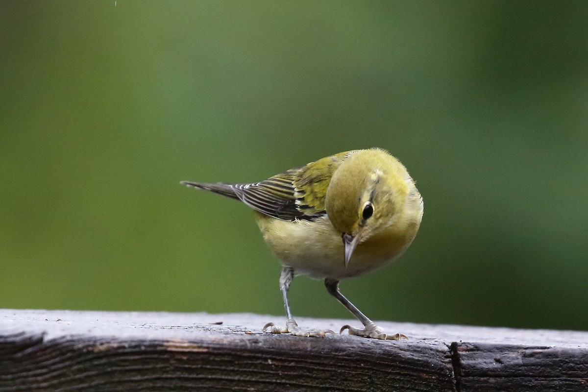 Tennessee Warbler - ML640486035