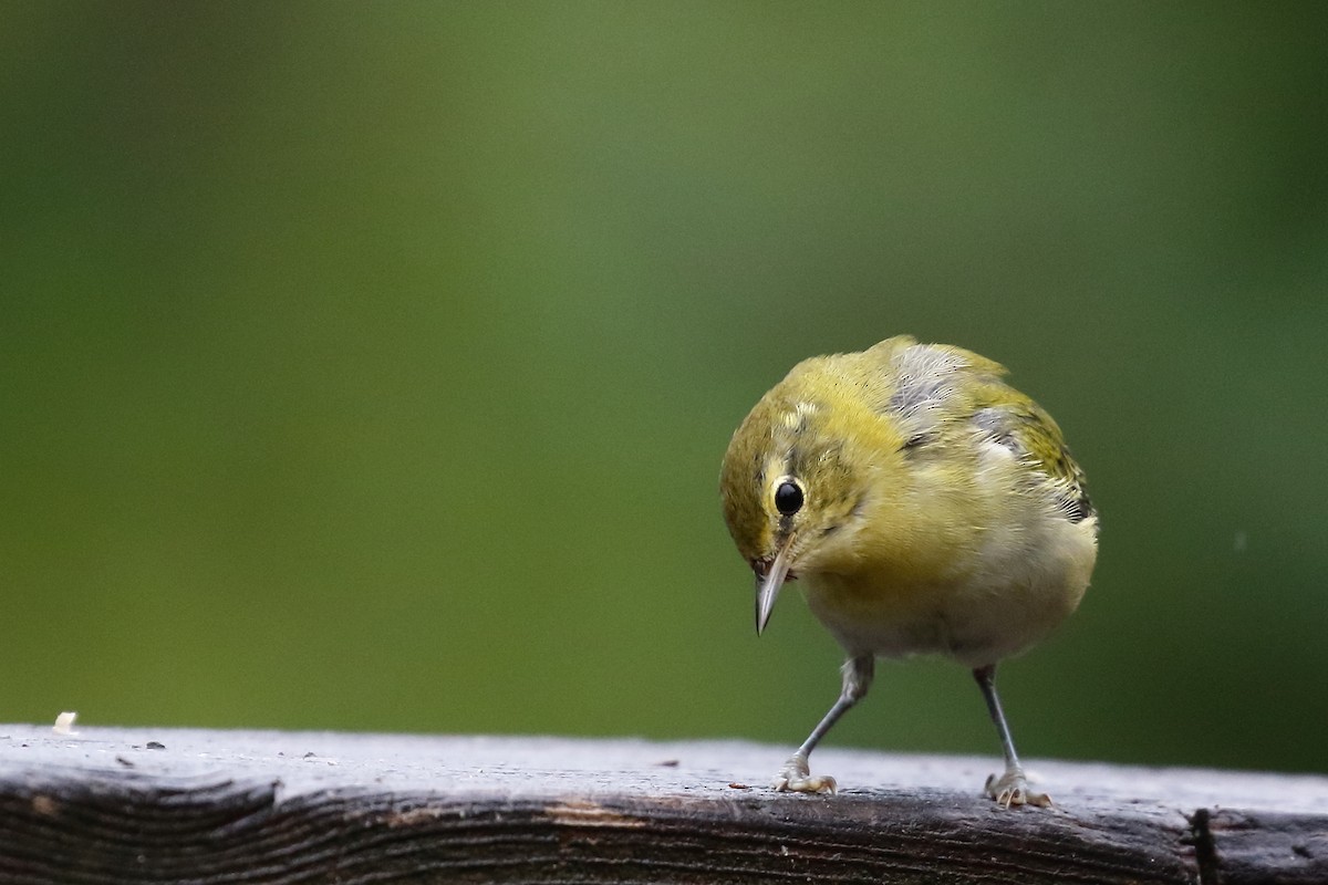 Tennessee Warbler - ML640486036